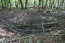 Grand trou en entonnoir rempli de quelques troncs et branches d'arbres, en pleine forêt.