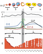 MenstrualCycle gen.svg