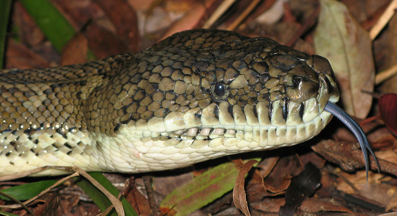 File:Morelia spilota head.jpg