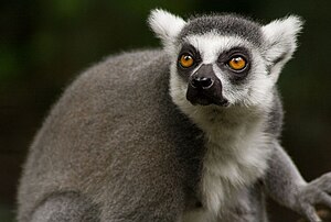 Λεμούριος με δακτυλιδωτή ουρά (Lemur catta)