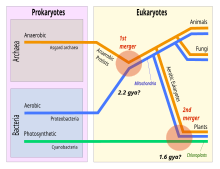 Symbiogenesis 2 mergers.svg