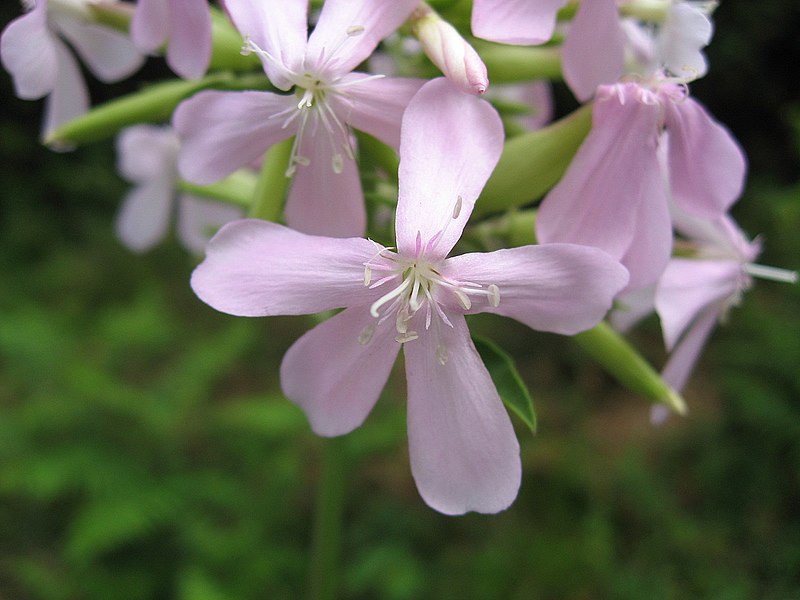 File:Saponaria officinalis 03.jpg