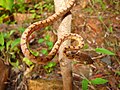 Boiga ceylonensis