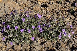 Variedad de violeta de Garafía, en los altos de la cumbre, Hoya Grande, camino del Roque de los Muchachos.