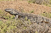 Mountain Zebra National Park, Eastern Cape, South Africa