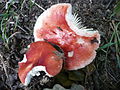 !Russula luteotacta!