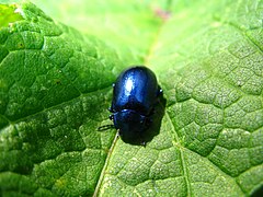 5805 - Schynige Platte - Coleoptera.JPG