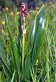 Orchis à odeur de punaise (Anacamptis coriophora)