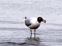 Birds in Puerto Montt coast 4.JPG