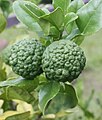 Foliage & fruit; cultivated, Bellingen, Australia