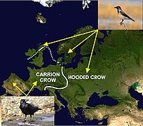 Mapa de Europa indicando a distribución de C. corone (esquerda) e de C. cornix (dereita) a cada lado da zona de contacto (liña branca) que separa a ambas as dúas especies.