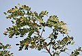 Albizia procera, frunze