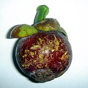 Mangoustanier (Garcinia mangostana)