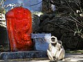 Sculpture d'Hanuman au Mont Âbû, Rajasthan. À côté, un singe « singe Hanuman ».