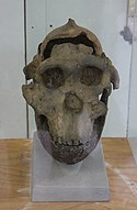 Paranthropus boisei