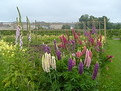 Lupin des jardins.