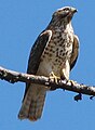 1st year/2CY Red-shouldered Hawk