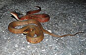 Two salt marsh snakes