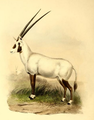 Oryx leucoryx