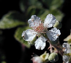 Rubus sp.