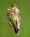 Femelle de Pentatomidae (Carpocoris sp.) en train de pondre