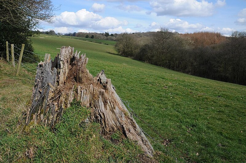 File:A rotting tree stump - geograph.org.uk - 5732726.jpg