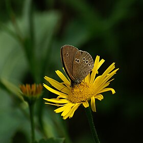 Buphthalmum salicifolium