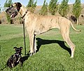 Image 42Chihuahua mix and purebred Great Dane (from Dog breed)