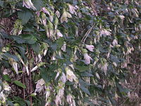 Clematis cirrhosa