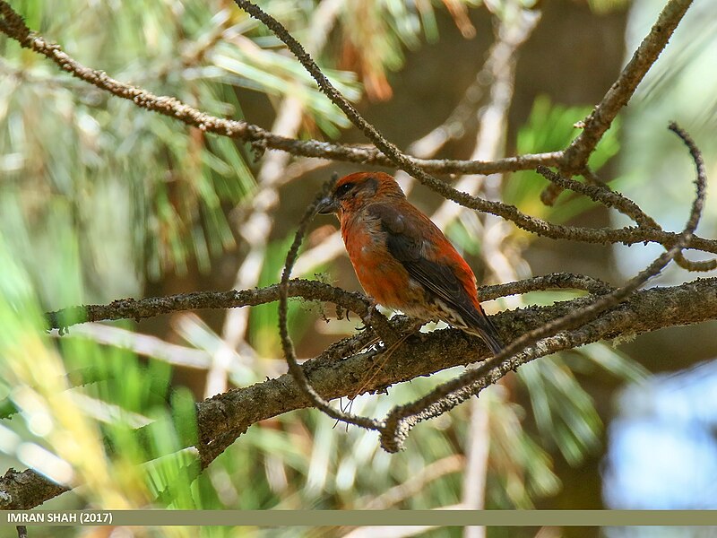 File:Common Crossbill (Loxia curvirostra), Naltar, Gilgit, Pakistan (37497410326).jpg