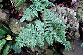 Davallia mariesii - Brooklyn Botanic Garden - Brooklyn, NY - DSC08142.JPG