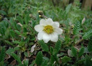 Almindelig Rypelyng (Dryas octopetala) er den ene af hybridens forældrearter.