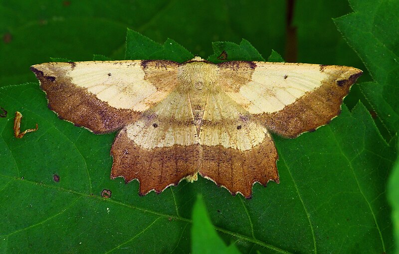 File:Geometridae (27393818821).jpg