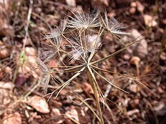 Tähtipukinparran (Tragopogon hybridus) lenninhaivenia.