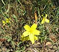 Lactuca viminea.