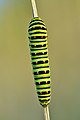 59 'Papilio machaon caterpillar' - a set of 3 files uploaded by Iifar, nominated by Iifar,  25,  0,  0