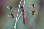 Sympetrum pedemontanum – Oberseite