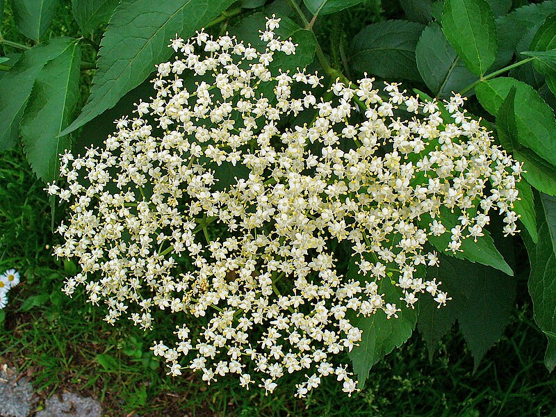 File:Sambucus nigra 0002.JPG