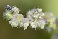 Grappe de fleurs mâles, à l'extrémité inférieure une fleur aux sépales refermés, à la base supérieure une fleur dont les 4 sépales se sont ouverts en libérant 4 étamines couverts de pollen.