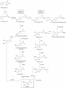 Vanillin Biosynthesis.gif