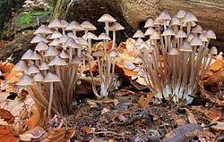 Kupstinė šalmabudė (Mycena inclinata)