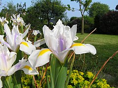 May 2004 nature in Fouesnant 20.jpg