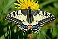 Naturschutzgebiet Gallberg - Schwalbenschwanz (Papilio machaon)