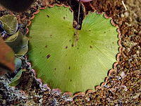 pseusoindusia gevormd uit een teruggebogen flapje van de bladrand (Adiantum reniforme)