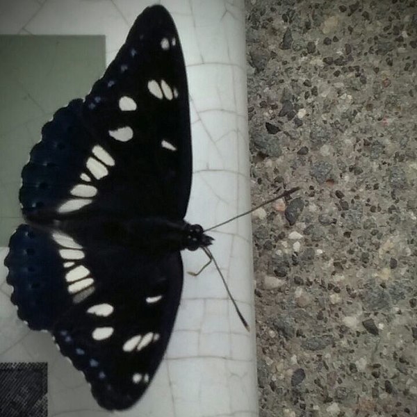 File:BlackButterfly.jpg