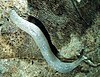 photo of an worm-like white slug