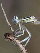 Demsfly White-legged 2.JPG