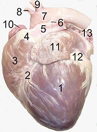 1 – sol mədəcik (lat. Ventriculus sinister), 2 – mədəcikarası şırım (lat. Sulcus interventricularis), 3 – sağ mədəcik (lat. Ventriculus dexter), 4 – aorta konusu (lat. Conus arteriosus), 5 – ağciyər kötüyü (lat. Truncus pulmonalis), 6 – arterial bağ (lat. Ligamentum arteriosum), 7 – aorta qövsü (lat. Arcus aortae), 8 – bazu-baş kötüyü (lat. Truncus brachiocephalicus), 9 – sol körpücükaltı arteriya (lat. arteria subclavia sinistra), 10 – sağ qulaqcıq (lat. Atrium dextrum), 11 – sol qulaqcıq (lat. Atrium sinistrum), 12 – ürəyin piy basmış tac şırımı, 13 – ağ ciyər venaları.