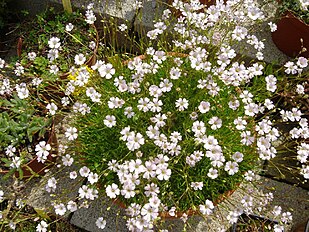 <center>Gypsophila tenuifolia</center>