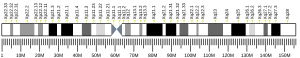 Chromosomate X locatum